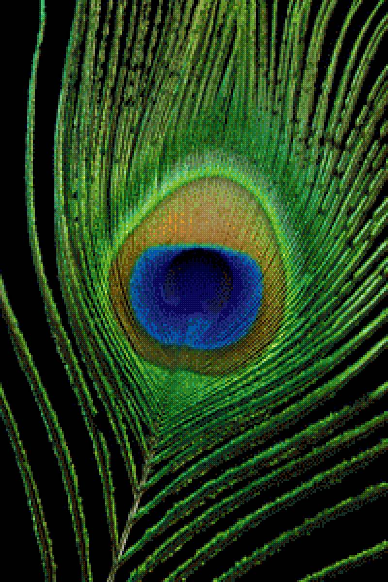 Перо павлина 2 - павлин, перо - предпросмотр