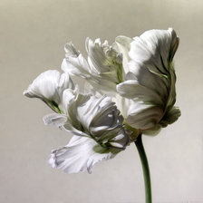 Схема вышивки «Тюльпан»