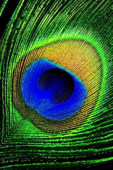 Перо павлина 4 - павлин, перо - оригинал