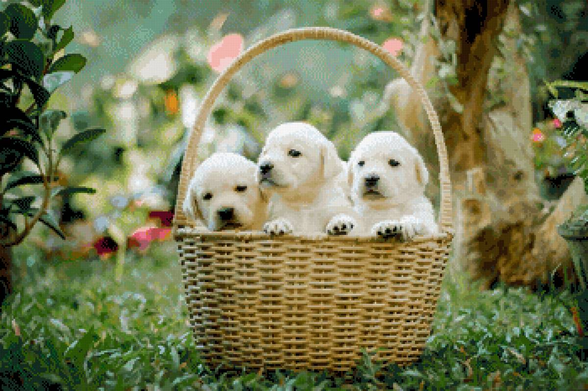 корзина с щенками - собака, щенок - предпросмотр