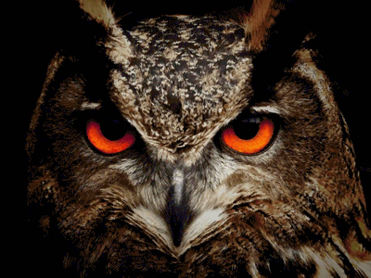 Сова - сова, птицы - предпросмотр