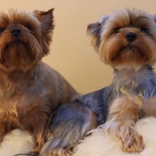 Схема вышивки «Собаки»