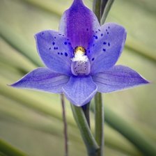 Схема вышивки «Цветы»