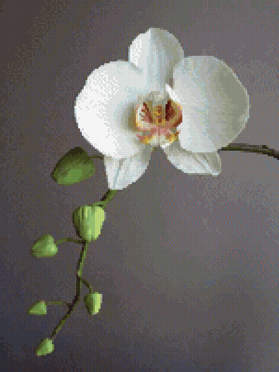 Орхидея белая - белая орхидея, цветы - предпросмотр