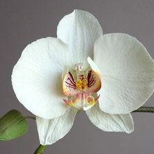 Оригинал схемы вышивки «Белая орхидея» (№2630592)