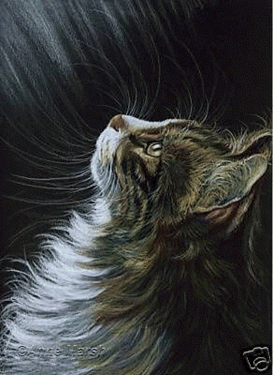 Кот - кот - предпросмотр