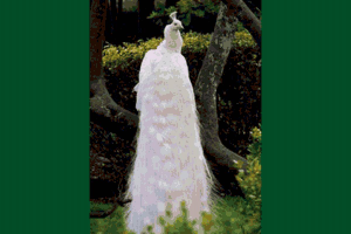 Белый водопад - альбинос, павлин, птицы - предпросмотр