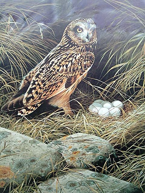 Совушкино гнездо - сова, птица - оригинал