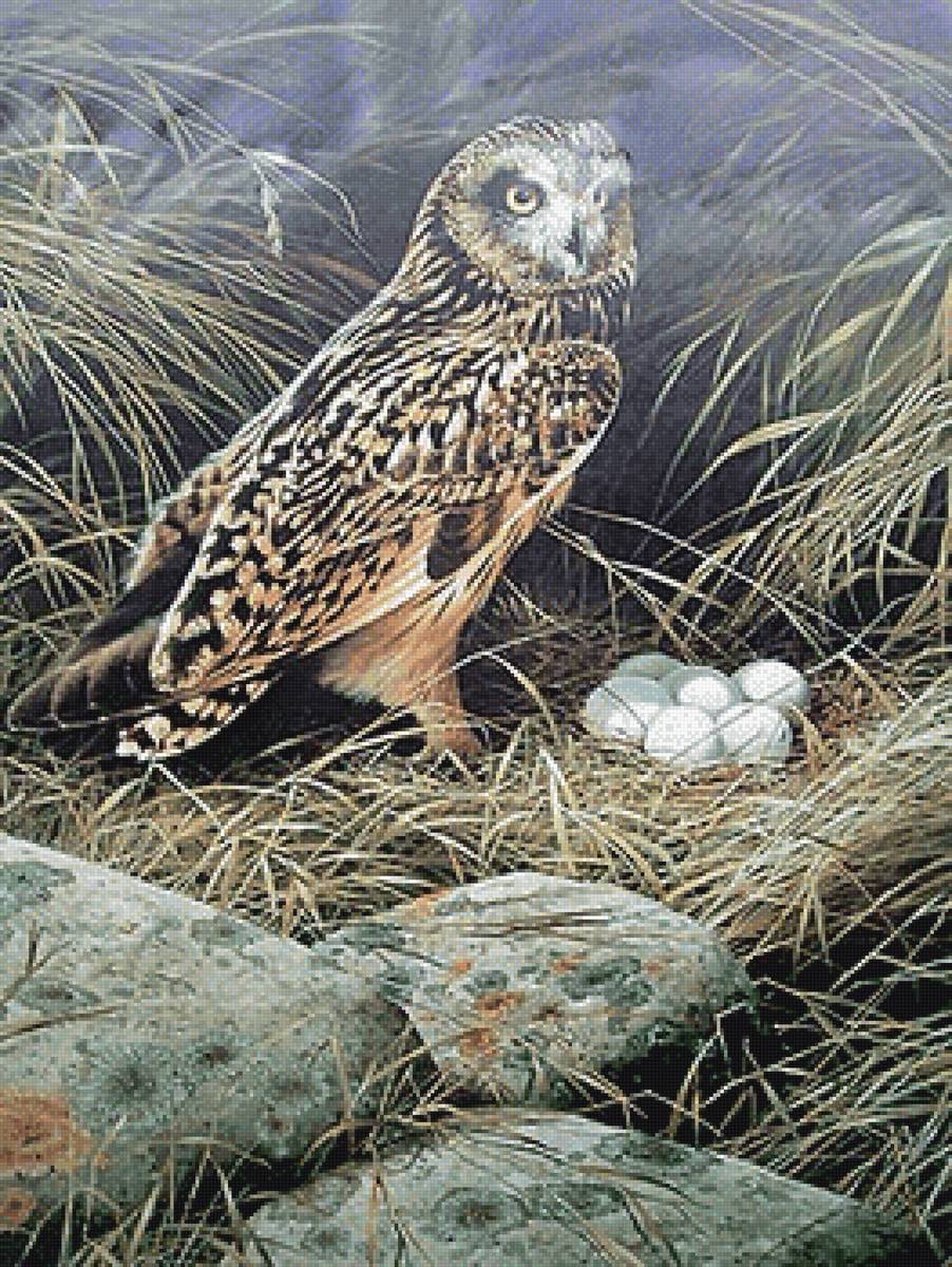 Совушкино гнездо - сова, птица - предпросмотр