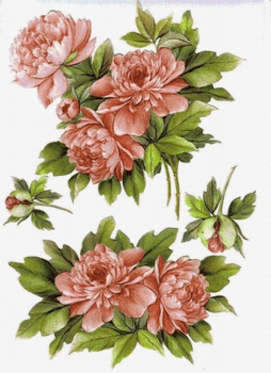 Пионы - цветы, пионы - предпросмотр