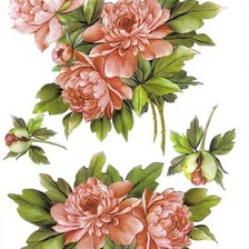 Схема вышивки «Пионы»