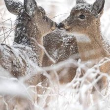 Схема вышивки «№2631171»