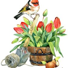 Птичка и тюльпаны