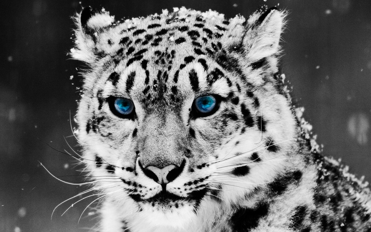 монохром леопард - зима, леопард - оригинал