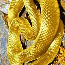 Схема вышивки «Золотая  змея»