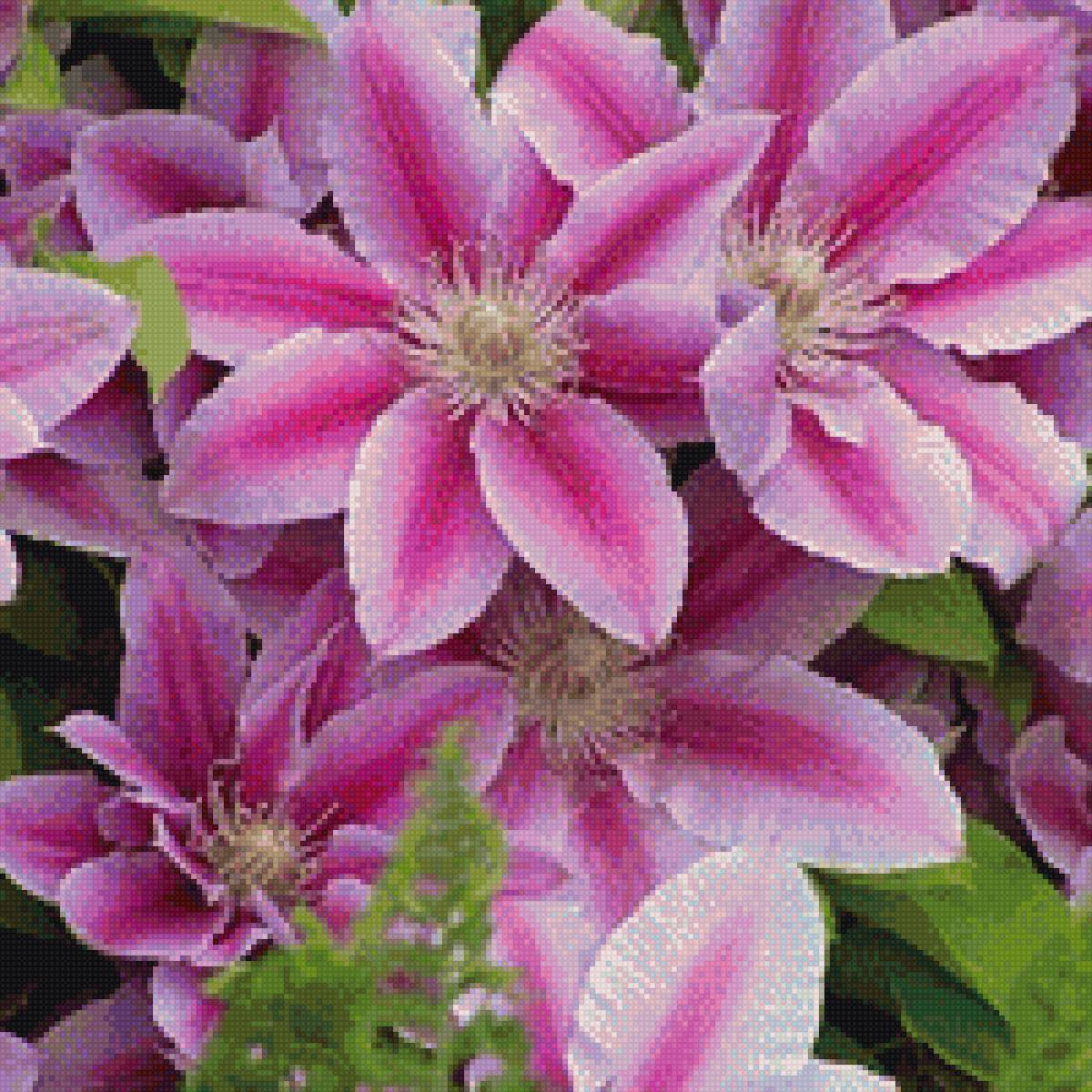 Клематисы - цветы - предпросмотр