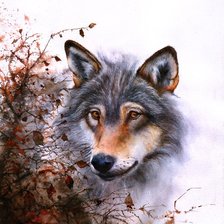 Схема вышивки «Волк. Акварель. Питер Уильямс»