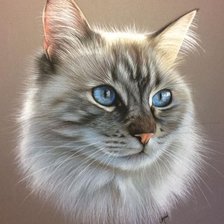 Схема вышивки «Кот»