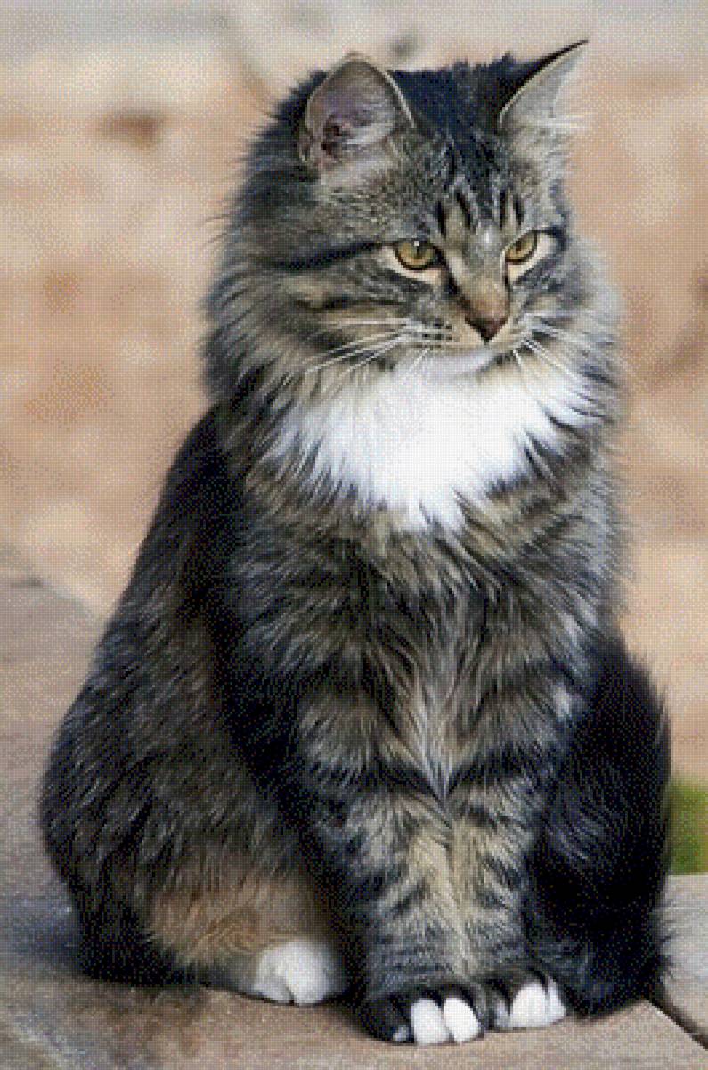 Томас - кот - предпросмотр