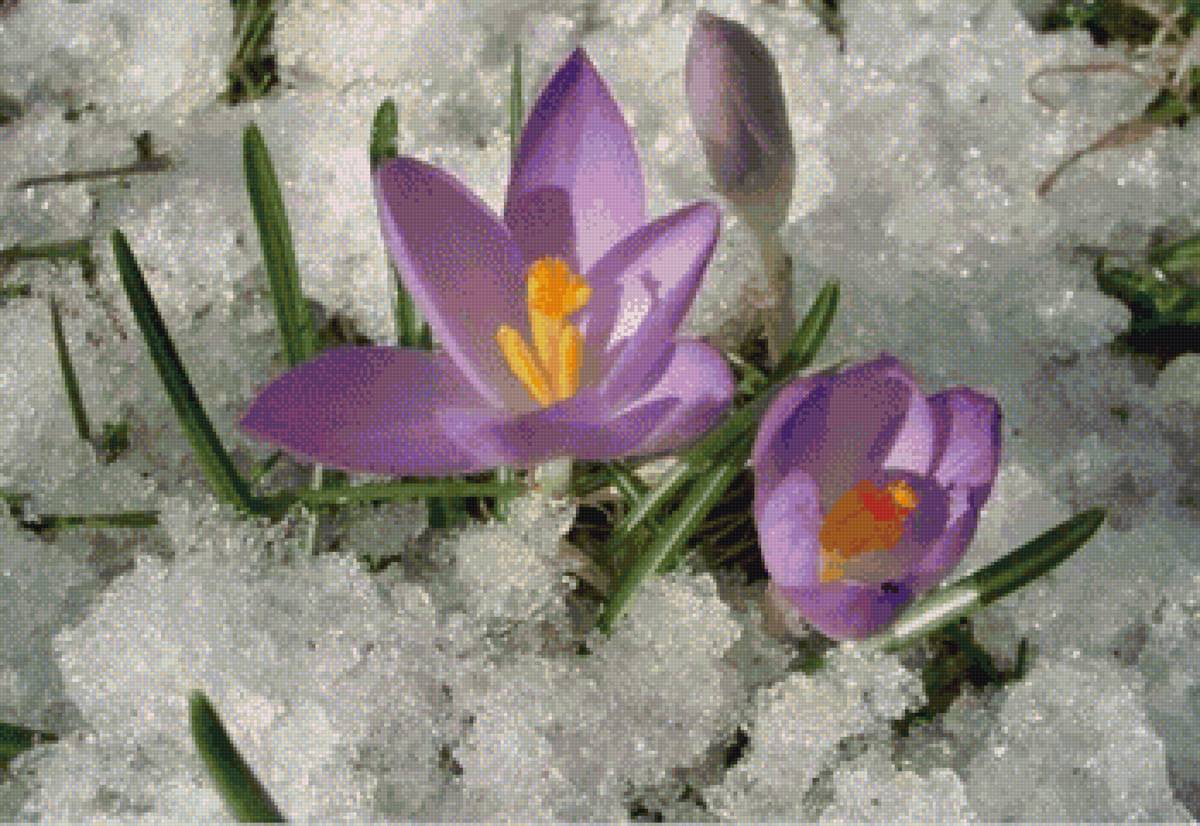 Цветы. - цветы, весна, снег, пнк - предпросмотр