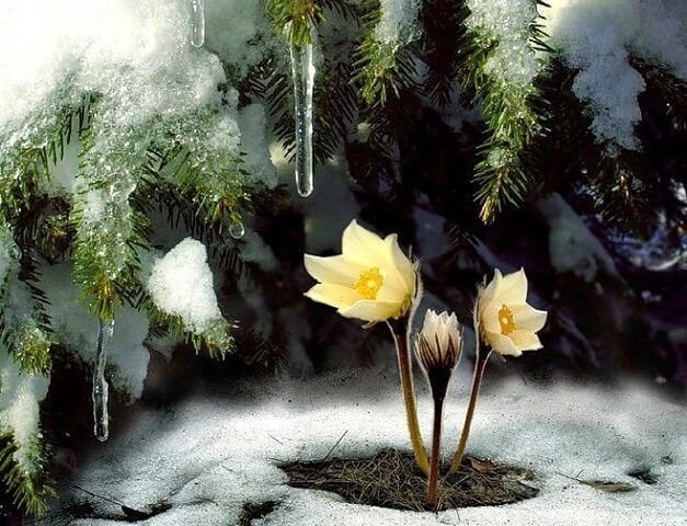 Цветы. - цветы, лес, пнк, весна - оригинал