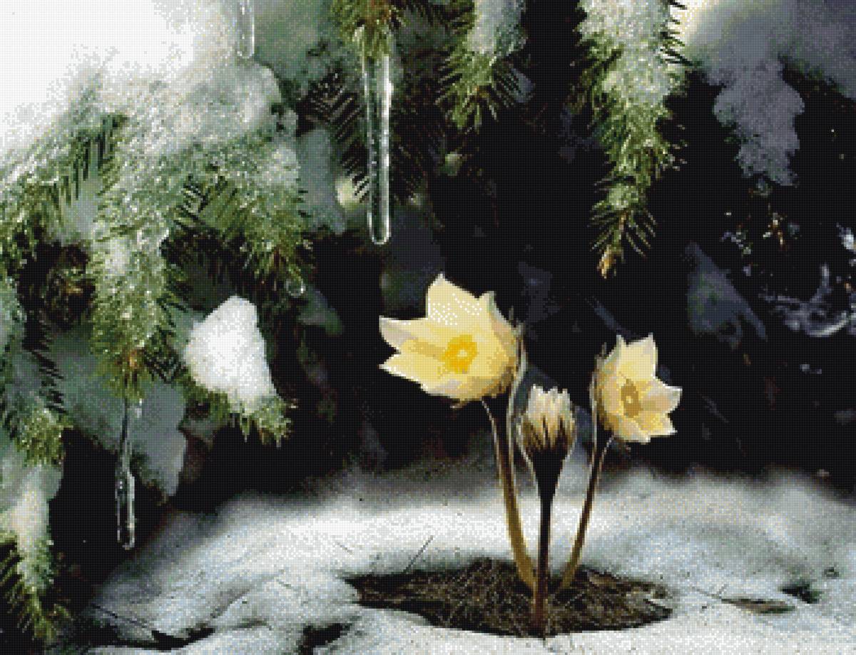 Цветы. - пнк, весна, цветы, лес - предпросмотр