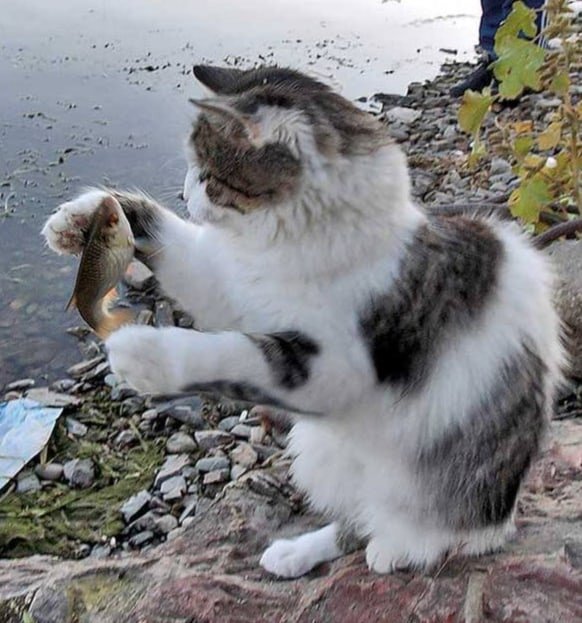 Рыбак. - кот, природа, рыбка, пнк - оригинал