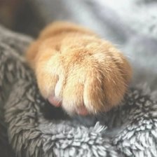 Схема вышивки «Цап-царап.»