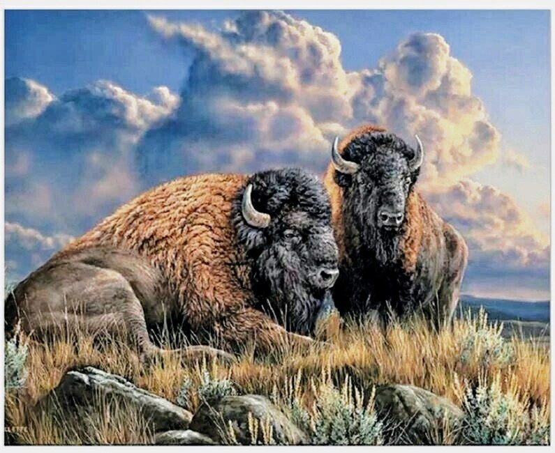 №2632834 - бизоны, животные - оригинал