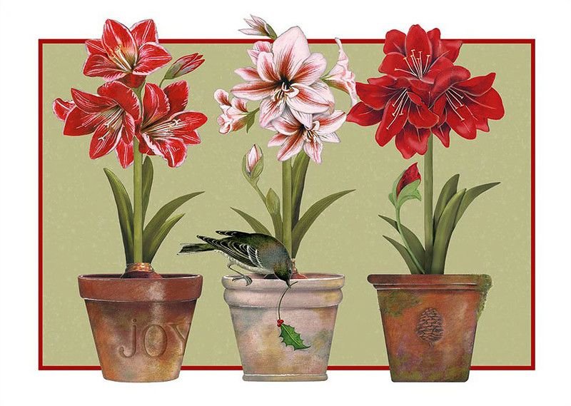 Амариллис - рисунок, цветы - оригинал