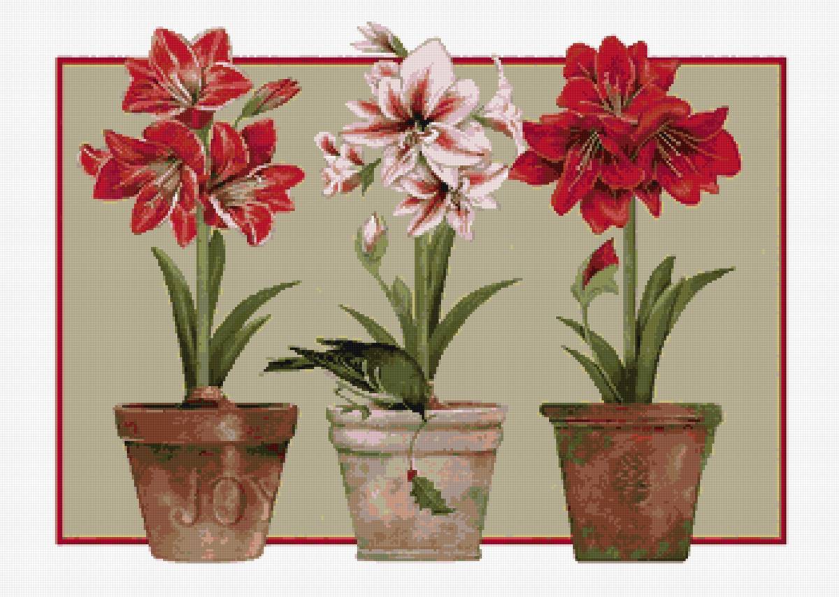 Амариллис - цветы, рисунок - предпросмотр