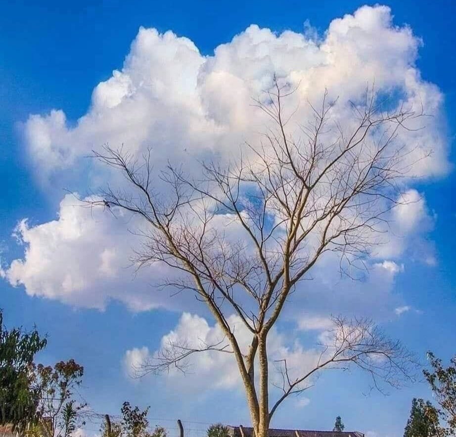 дерево - дерево - оригинал