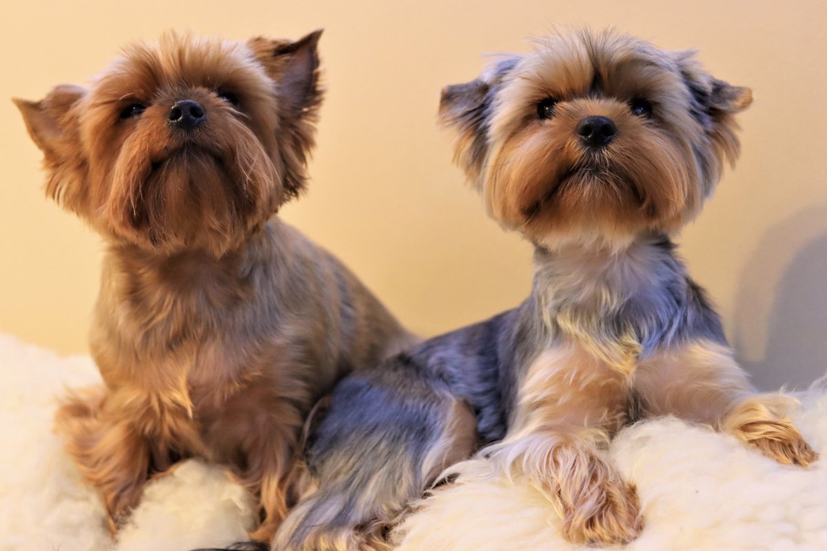 Dog2 - оригинал