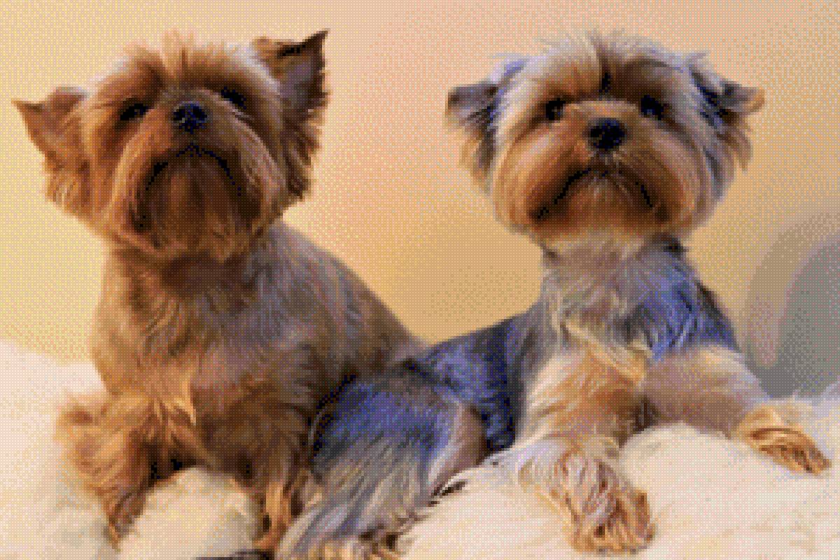 Dog2 - предпросмотр