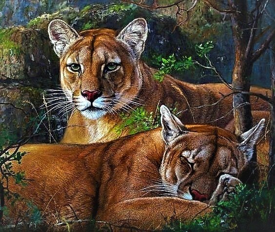 Пумы 2 - животные - оригинал