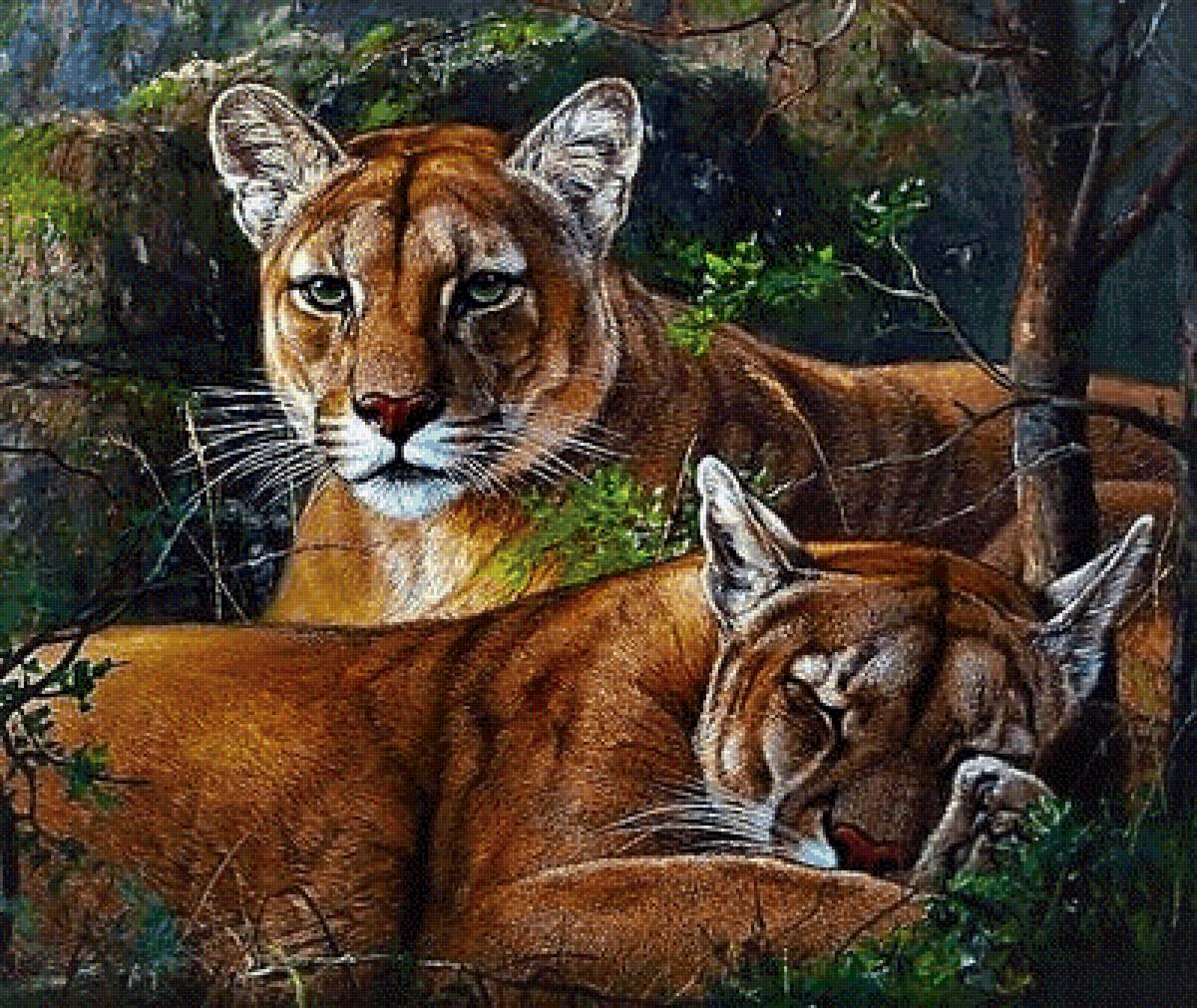 Пумы 2 - животные - предпросмотр