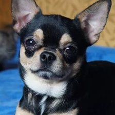 Схема вышивки «ЧУНЯ»