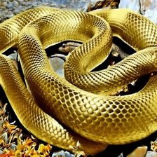 Схема вышивки «Золотая  змея»