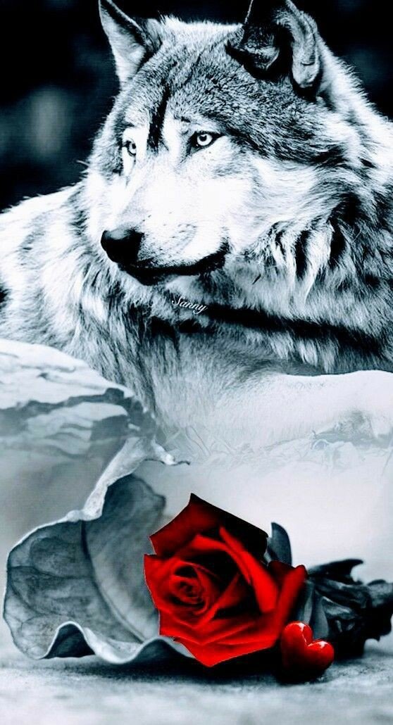 wolk - оригинал