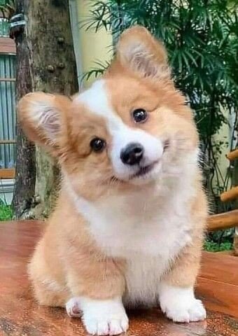 Щенок - собаки - оригинал