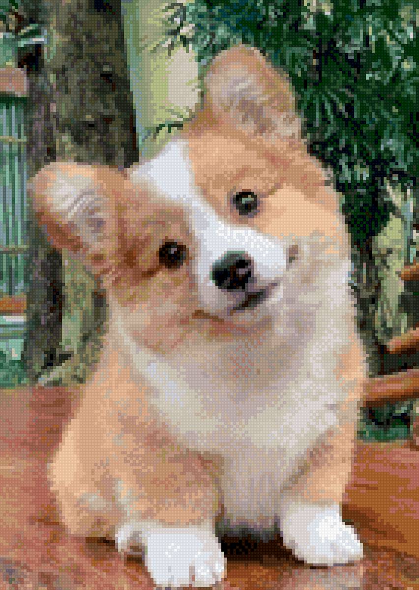 Щенок - собаки - предпросмотр