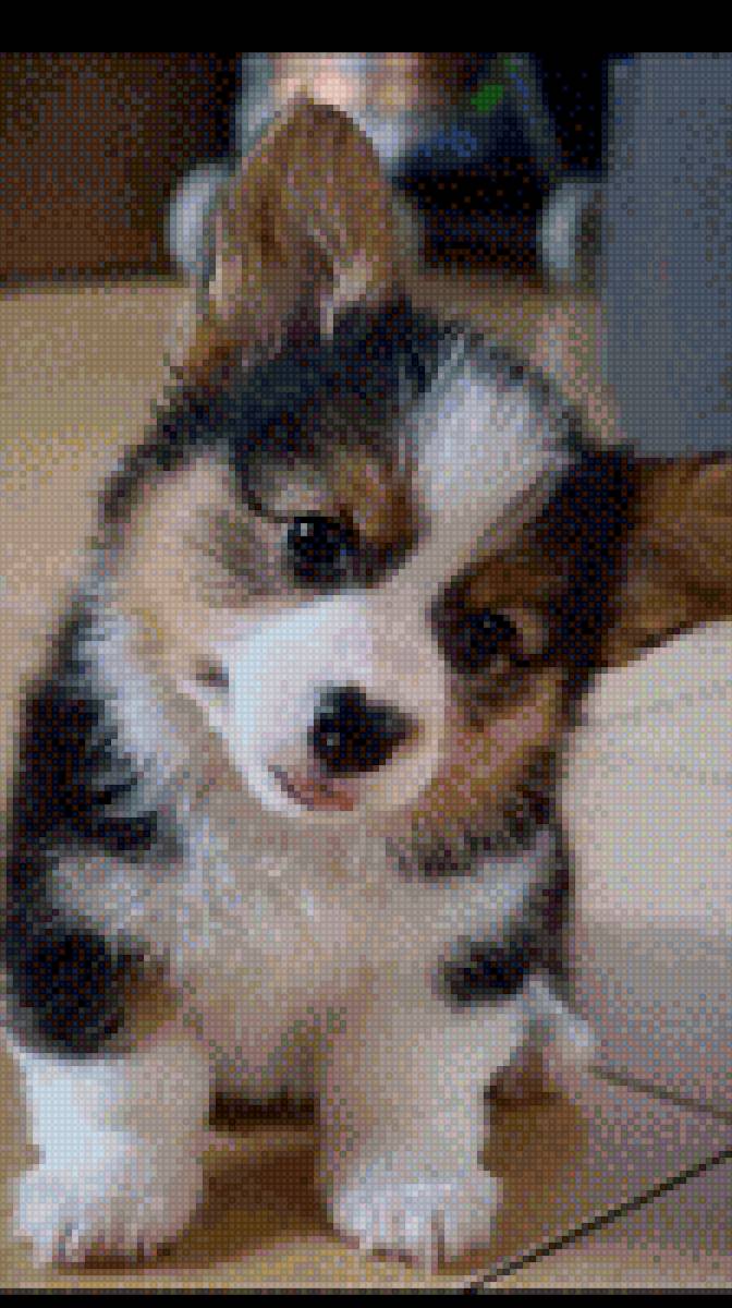 Щенок - собаки - предпросмотр