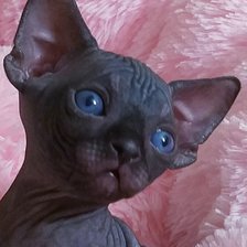 Схема вышивки «№2635404»