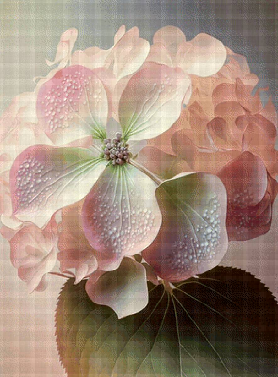 нежная гортензия - растения, гортензия, цветы - предпросмотр