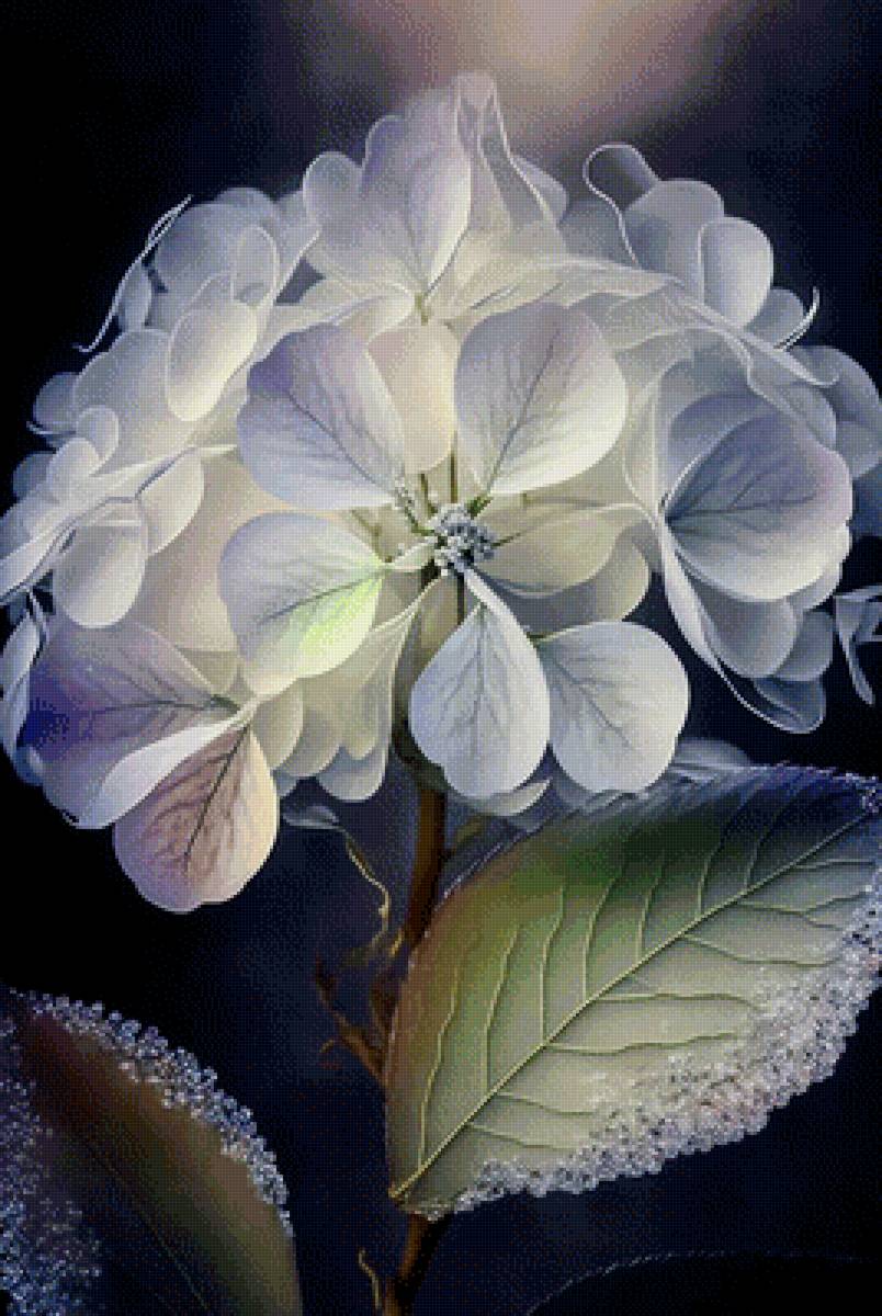 прекрасна и ночью - цветы, растения, гортензия - предпросмотр