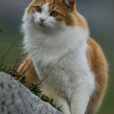 Схема вышивки «№2636244»