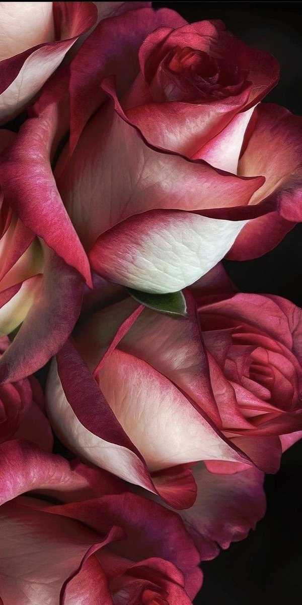 красавицы розы - розы, растения, цветы - оригинал