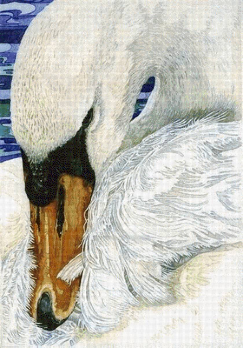 царевна лебедь - птицы, лебеди - предпросмотр