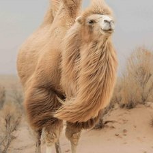 Схема вышивки «Верблюд»