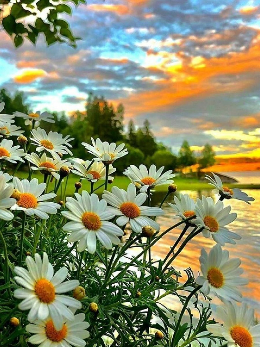 Ромашки - оригинал